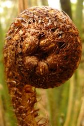 Cyathea dealbata.  Young crozier protected by scales.
 Image: L.R. Perrie © Leon Perrie 2013 CC BY-NC 3.0 NZ